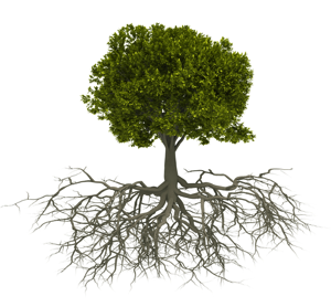 Roots